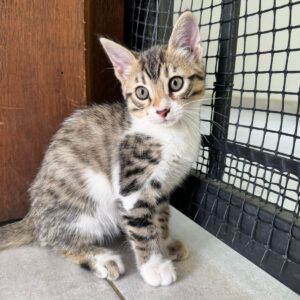 Imagen de WhatsApp 2025-08-13 a las 09.16.53_3673a486