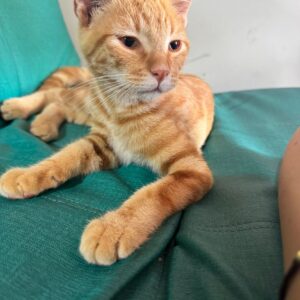 Imagen de WhatsApp 2025-08-13 a las 09.18.54_36735ede