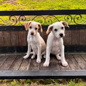 Imagen de WhatsApp 2025-08-16 a las 14.02.29_4c5b398c