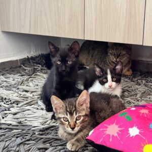 Imagen de WhatsApp 2025-09-02 a las 12.56.42_dc76fd90