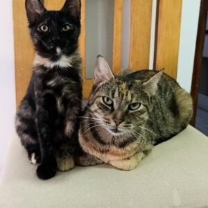 Imagen de WhatsApp 2025-10-21 a las 19.22.33_e75a961d